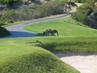 AHA Schweppes Golf Classic 2011